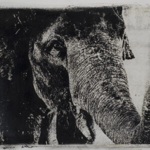 Elephant - 2