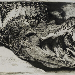 Crocodile